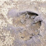 Formby Footprints