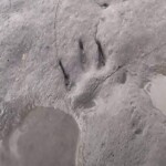 Formby Footprints